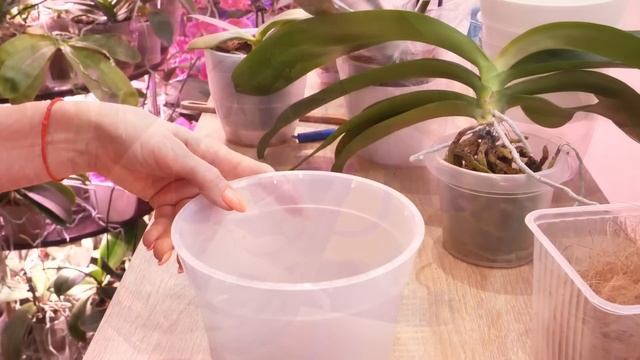 ТЕПЛИЦА - ВЯЛЫЕ ЛИСТЬЯ ОРХИДЕИ ЧЕРЕЗ 1,5 дня/ОГОЛЯЕМ ОТЛИЧНЫЕ КОРНИ НЕ ОТОРВАТЬ ВЕРХ  НОВАЯ ПОСАДКА смотреть онлайн