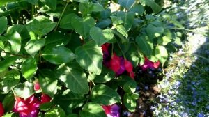 Обзор сада (16.09.2020)