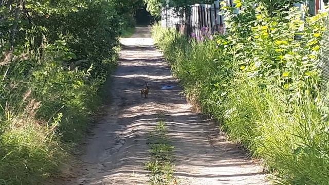 Косой заяц ! смотреть онлайн