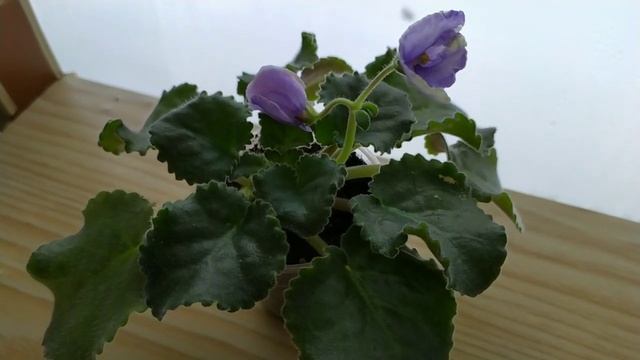 РЕЗУЛЬТАТ ЗИМНЕЙ ПЕРЕСАДКИ ФИАЛОК?? смотреть онлайн