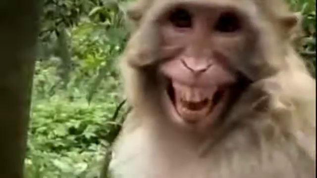 Monkey funny 🤣🤣😂 smile 😅| monkey funny videos | funny smile смотреть онлайн