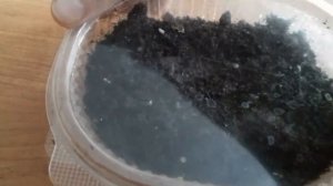 Посев лаванды от А до Я