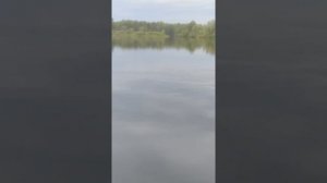 Егорьевский рыбхоз. Водоём "Тетеревка" 29 мая 2020 г.