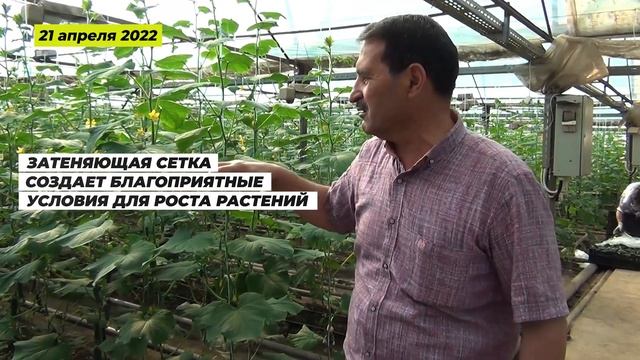 Затеняющая сетка для теплицы - зачем она нужна ?