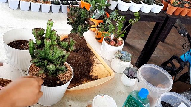 Euphorbia Lactea Cristata