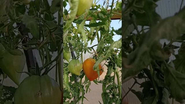 Немецкая оранжевая клубника 18 сентября смотреть онлайн