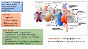 Клеточная мембрана. Клеточная стенка.