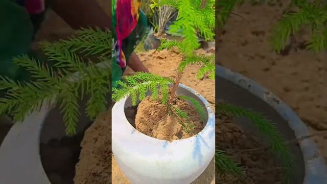 wait chani pot # karsmas tree indore plants ☘️,....#