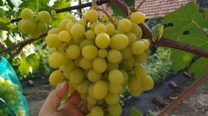 Виноград- Тайна монаха .