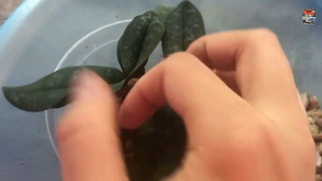 Пафиопедилум Нивеум (Paph. Niveum) и аттракцион невиданной щедрости - 3 башмачка-сюрприза :) смотреть онлайн