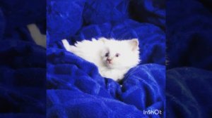 ПРОДАЖА котята RagDoll Кошка кукла 017