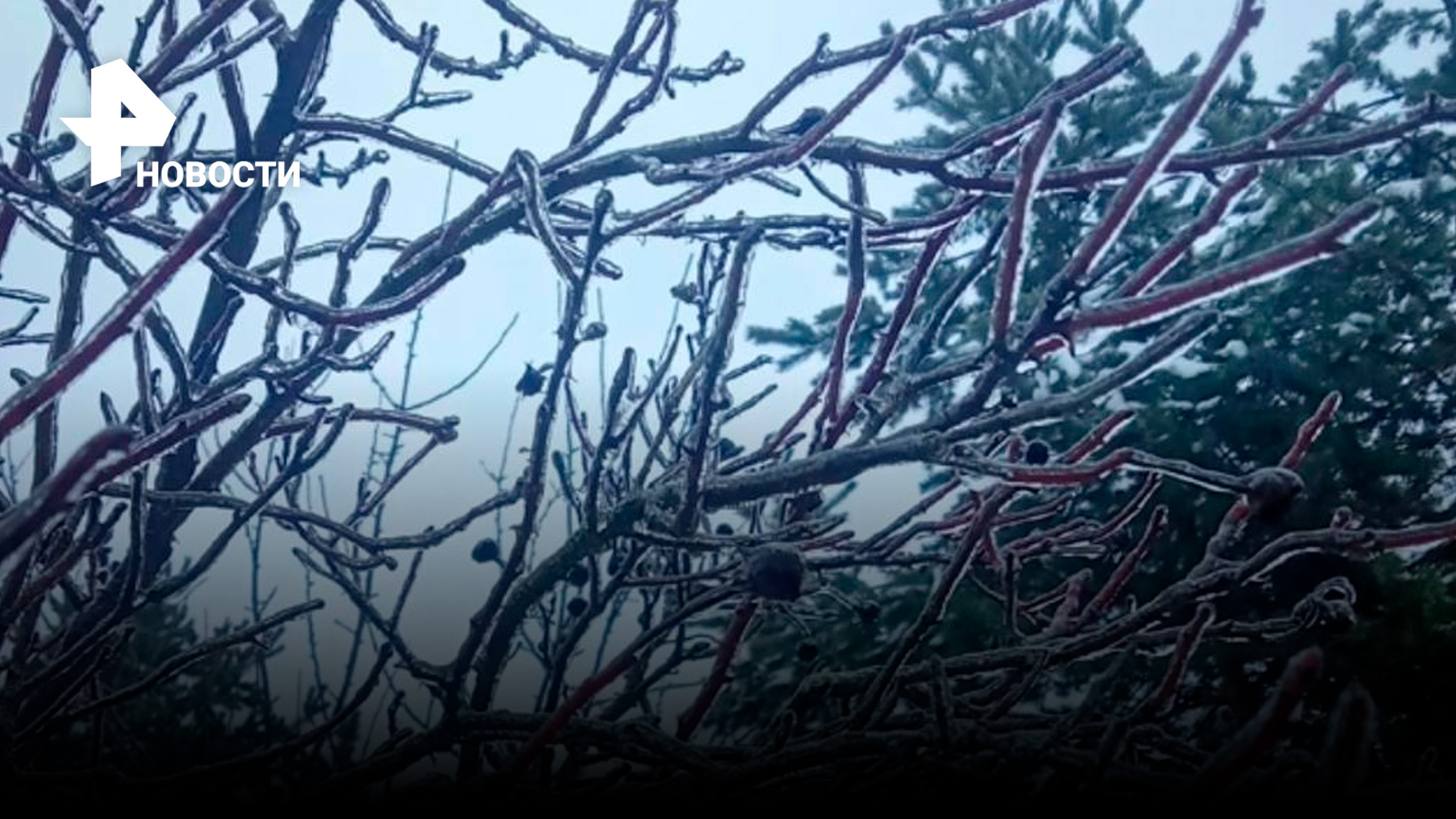 Мощный ледяной дождь в Москве замораживает деревья и угрожает гололедом / РЕН Новости