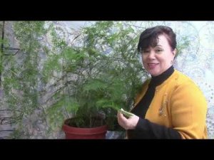 Аспарагус . Мифы и легенды..#аспарагус #комнатныерастения #спаржа #asparagus
