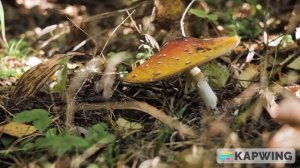 Fly agaric #mushrooms #forest