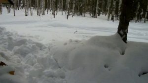 Путешествие на снегоходах в лесную заимку