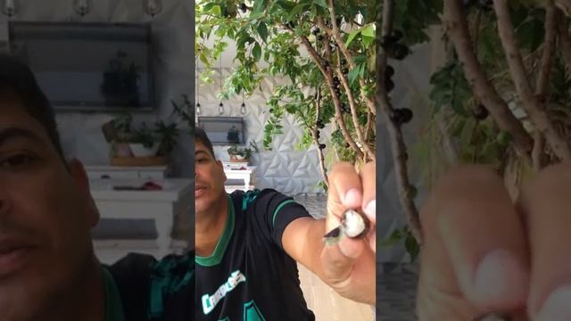 Jabuticaba tree and fruit смотреть онлайн