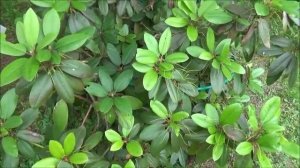 Дача. Часть 2. Красивый сад Ирины. Есть что перенять.