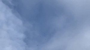 Мелитопольские голуби. В гостях у Виталия Стоева.