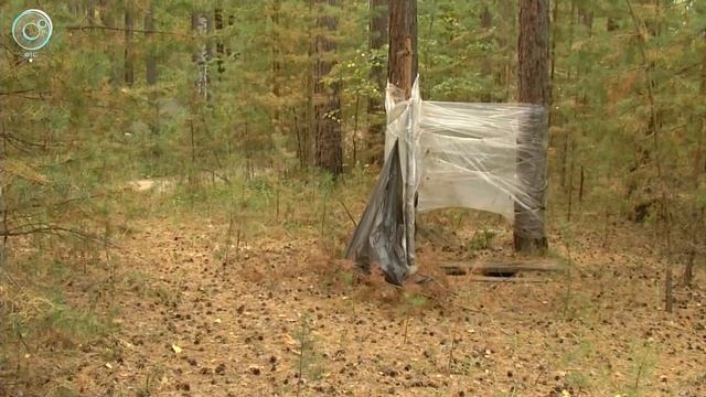 Новосибирские волонтёры приглашают жителей области на экологическую акцию в Караканский бор смотреть онлайн