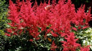 Астильба арендса Бургунди Ред (burgundy red) ? обзор: как сажать, рассада астильбы Бургунди Ред