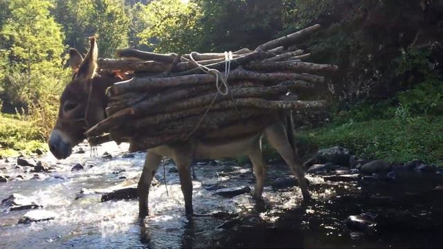 Осёл - не просто зверь, а интересный и загадочный мир! смотреть онлайн
