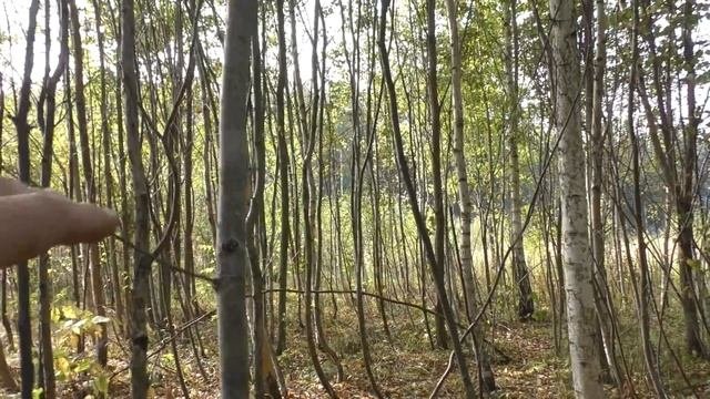 Осенние опята. Ищем и что то находим! Грибы и лес.