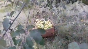 Яблоня "Айдаред" на семенном подвое