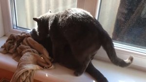 Кот Патрик вяжет кошечку № 4