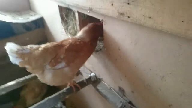 новые гнезда кормушка поилка. Обзор курятника смотреть онлайн