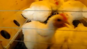 Почему дохнут бройлеры? Помощь автоматики.