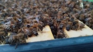 Осенние работы на пасеке 30.08.2024