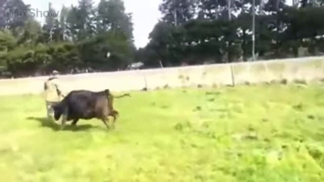 Как животные помогают друг другу. смотреть онлайн