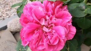 Пионовидная роза / Поль Нейрон ( Paul Neyron)