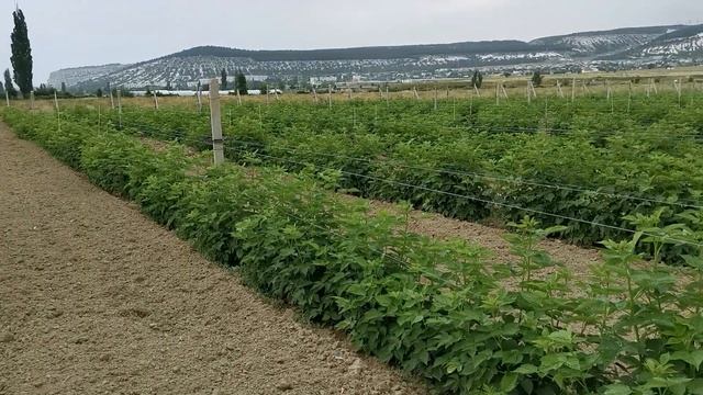 Маравилла. Июнь 2019 смотреть онлайн