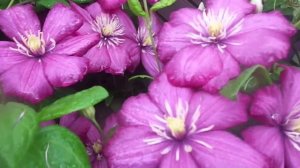 Клематис - Выращивание и Уход Летом за Многолетними Лианами на Своем Приусадебном Участке.