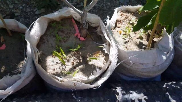 16 мая 2020 г. смотреть онлайн