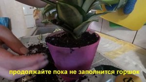 Как рассадить растения (сансевиерия люсиль ханни). Sansevieria Lucille Hanni