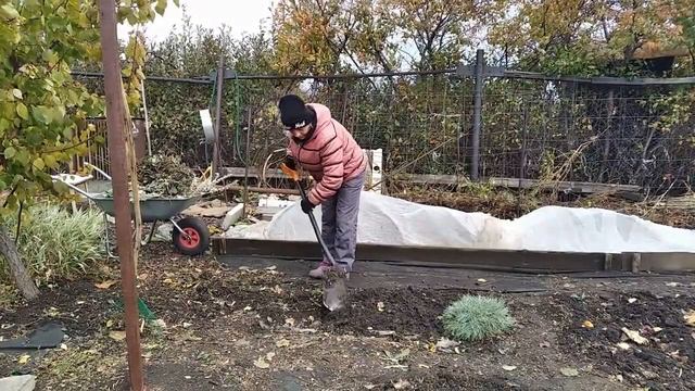 Укрываю виноград и молодые плодовые саженцы/ Уборка на клумбе/Дачная жизнь/ смотреть онлайн