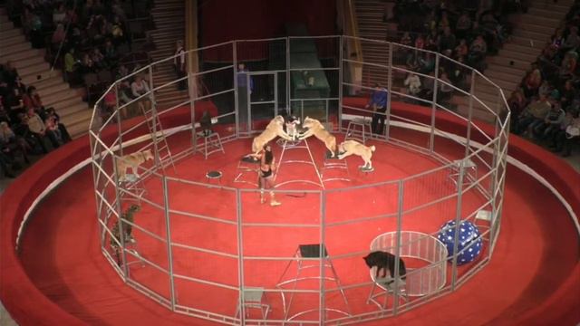 Смешанная группа Хищников п/р Евгении Коуты смотреть онлайн