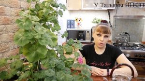 Комнатная ГЕРАНЬ / ПЕЛАРГОНИЯ /, уход в домашних условиях для начинающих | ПЕЛАРГОНИЯ ЗОНАЛЬНАЯ ухо