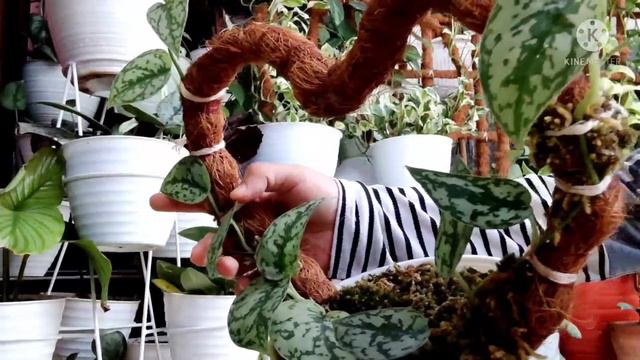 scindapsus silver lady ratunya scindapsus смотреть онлайн