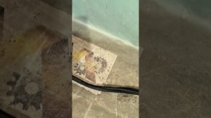 33567 Уплотнитель багажника Skoda Rapid 2012-