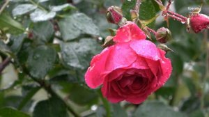 ГРУСТЬ ДОЖДЯ И МУЗЫКИ ДЛЯ ДУШИ нежные и красивые, трогательные грустные мелодии Relaxing music pian