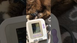 Как измерить давление кошке?