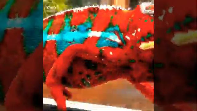 ТОП невероятно красивых и необыкновенных животных нашей планеты!!! смотреть онлайн