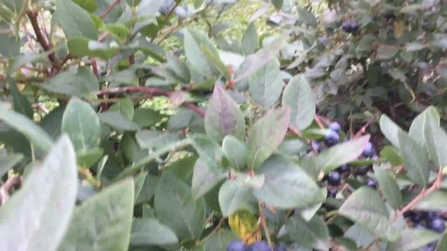 ЖИЗНЬ в ГЛУХОЙ ДЕРЕВНЕ. БЕЛАРУСЬ Голубика ещё есть ягоды 10 октября смотреть онлайн