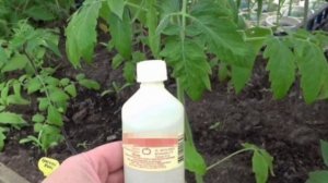 5 полезных применений перекиси водорода в огороде