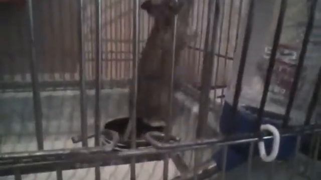 Дегу бесятся осматривают домик, и даже дерутся! смотреть онлайн