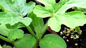 Выращивание арбузов на Урале. 5 основных правил.