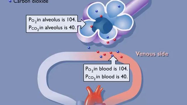 Movement of Oxygen and Carbon Dioxide in the Body смотреть онлайн